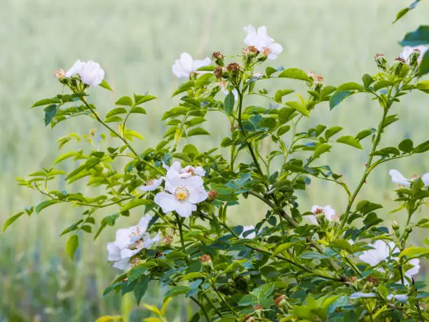 Spring pattern, bloomging dog-rose bush with white flowers, light green background