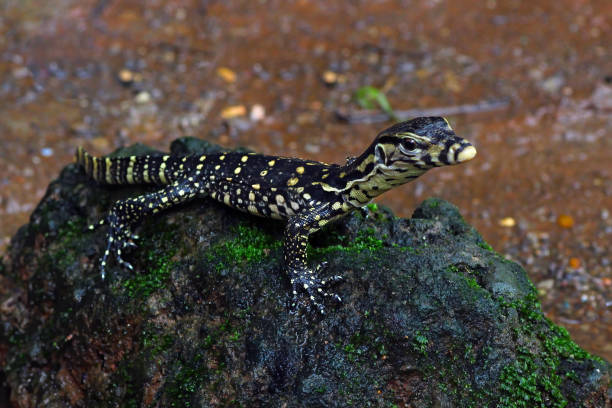 453 Small Monitor Lizards Stock Photos, Pictures & Royalty-Free Images -  iStock