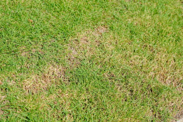 istock Lawn with bad condition and need maintaining 1324238461