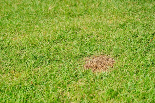 istock Lawn with bad condition and need maintaining 1324238541