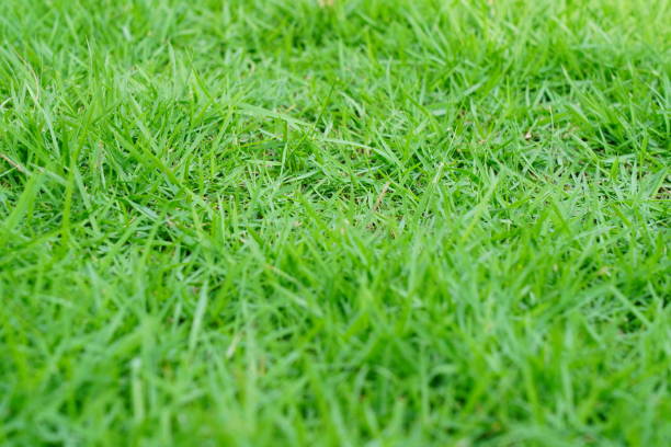 istock Close-up Green grass field 1324238636