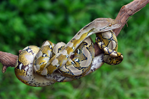pythonidae snake closeup on natural background reticulated python stock pictures, royalty-free photos & images