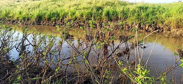 A chaste plant in the river valley.