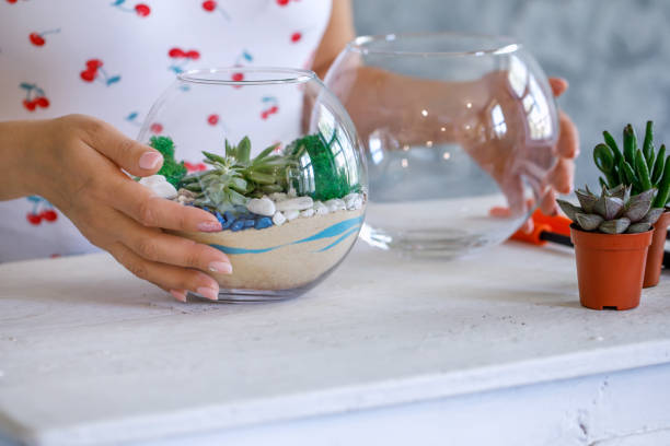 istock A florist is working on a terrarium with succulents and cacti. 1324240340