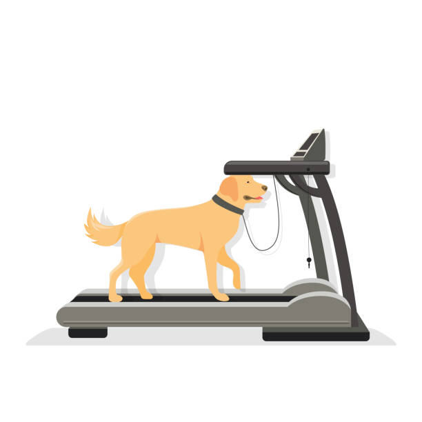 ilustracja wektorowa uruchomionej maszyny. spacer z psem po bieżni - treadmill stock illustrations