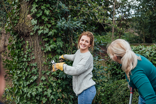 A cheerful-looking young woman looks over her shoulder at her friend as she cuts away overgrown Ivy on a tree which is causing access issues on a footpath, They are both working with their female friends on a community project in Hexham in the North East of England.