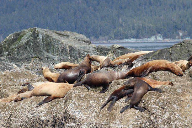 istock Fur Seal Colony on Rocks 1324244608