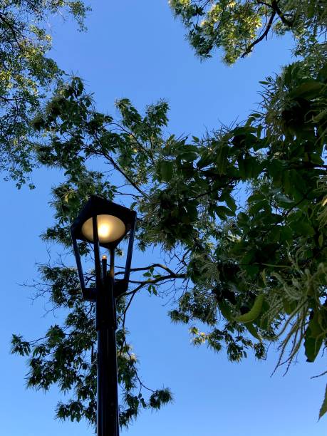 istock Street Lamp in Tree Area at Dawn 1324245562