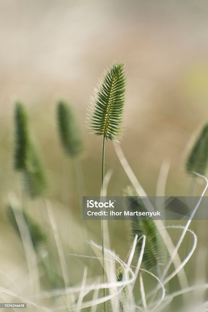 A beautiful texture of green agropyron cristatum plant on the blurred yellow background. Wild plants A beautiful texture of green agropyron cristatum plant on the blurred yellow background. Wild plants. Beauty Stock Photo