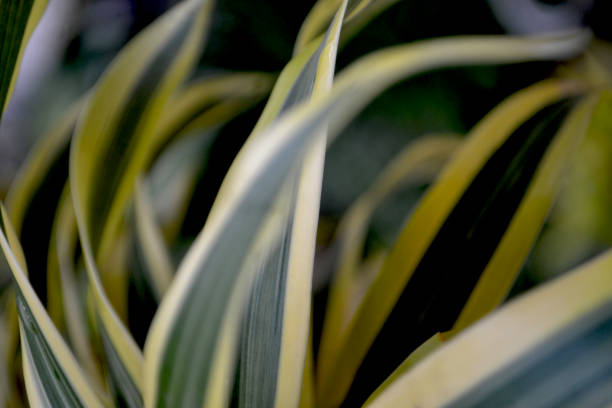 Dracaena, natural green and white leaves background