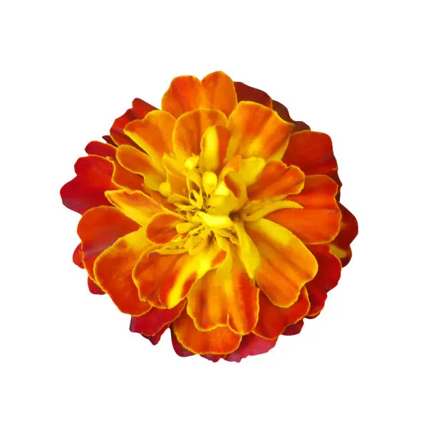 Photo of orange marigold flower isolated on white background.