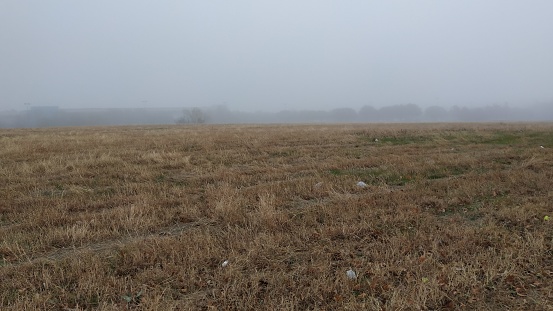 Fog covered fry grass, meadows in Austin Texas.