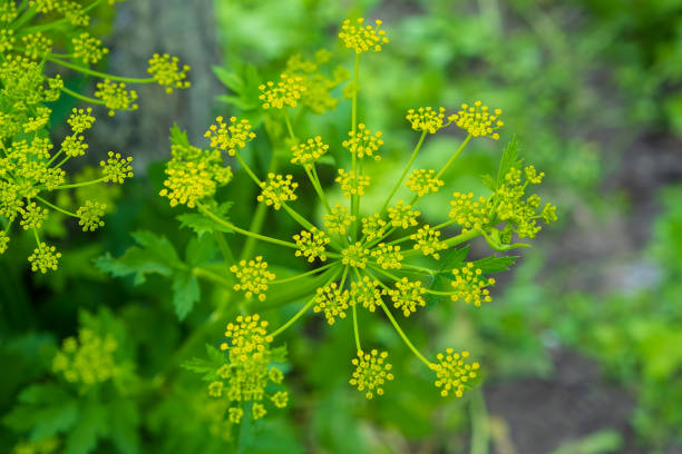 Pastinaca Sativa flowers in bloom, summer time