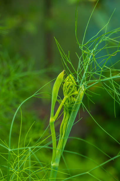 istock Fresh green fennel 1324249361