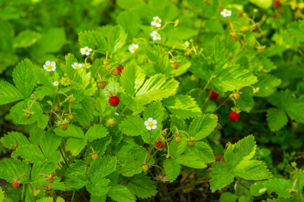 Flowers and berries on one bush stock photo