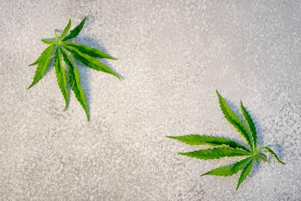 istock Two marihuana leafs as a frame on a table, top view with copy space. Fresh canabis crop. 1324250740