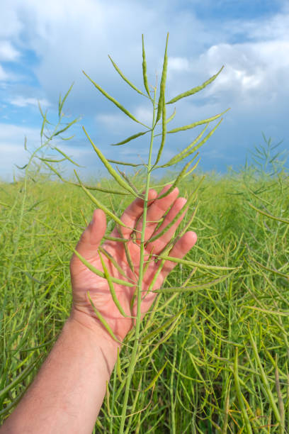 istock Green unripe pod of rapeseed in a man's hand against cloudy blue sky 1324251629