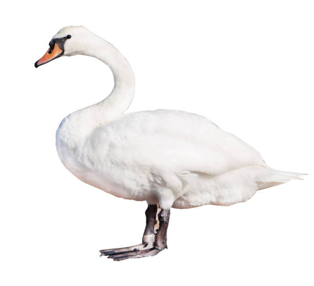 istock White swan isolated on white background. A large, large bird stands in full growth. Swan in profile 1324252026