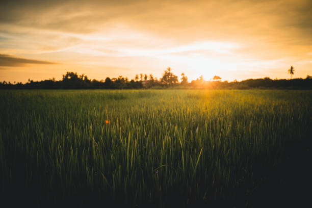 Sunset at paddy field, Balik Island, Penang