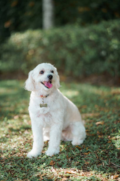 istock white dog puppy on the field 1324253989