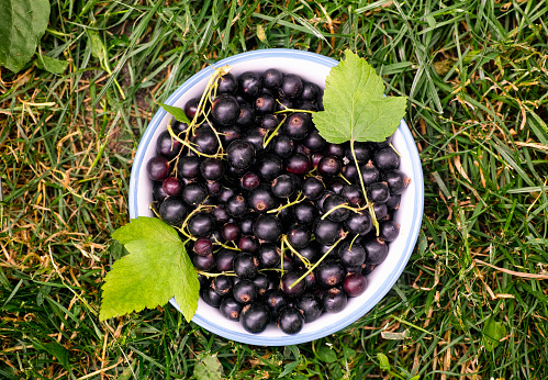 A bowl with black currants and leaves on green grass background. Top view.