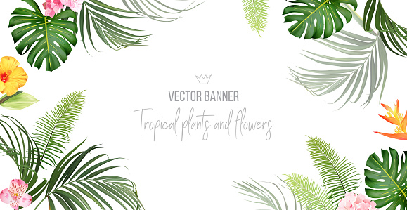 Tropical banner arranged from exotic emerald leaves and exotic flowers. Paradise plants, greenery and palm card. Stylish fashion frame. Wedding design. All leaves are not cut. Isolated and editable