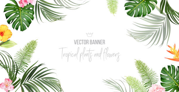 Tropical banner arranged from exotic emerald leaves and exotic flowers Tropical banner arranged from exotic emerald leaves and exotic flowers. Paradise plants, greenery and palm card. Stylish fashion frame. Wedding design. All leaves are not cut. Isolated and editable hawaiian culture stock illustrations