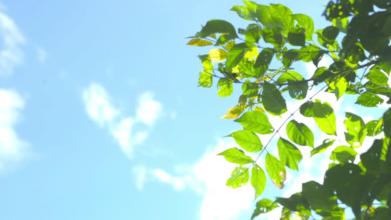 4K Video Medium shot of ฺBlue sky and Green leaves