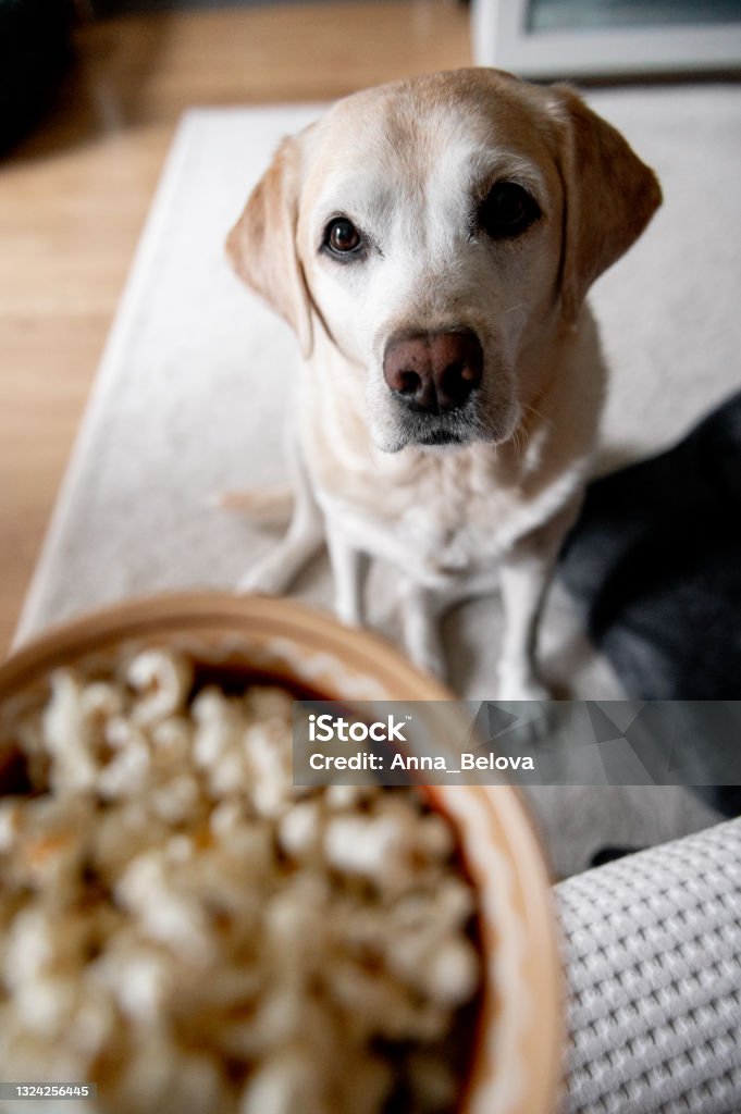 The dog begs for food. Labrador is a glutton. An elderly dog. Labrador Retriever Stock Photo