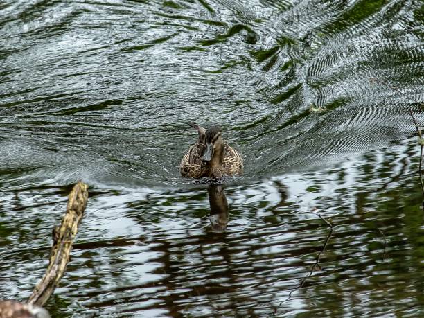 istock Swimming Mother Mallard. 1324258379