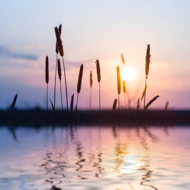 istock prairie with grass silhouette at the sunset reflected in water, summer natural lake sunset background 1324259525