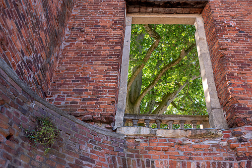 window and tree from old demolished building