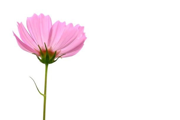 Close-up of fragile pink gerbera