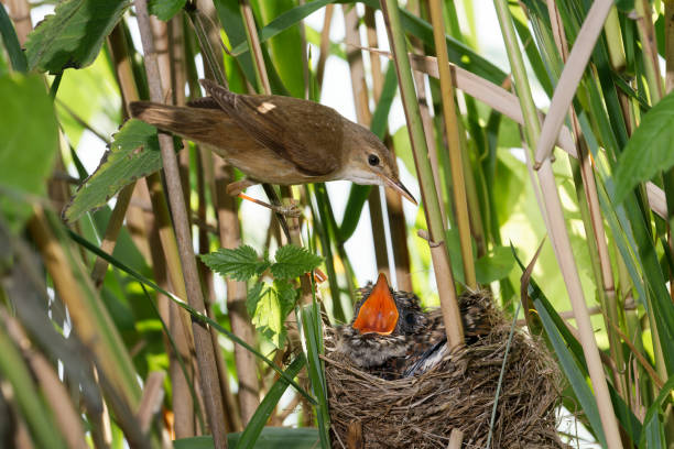 Reed warbler in the nest parasitized by the cuckoo Reed warbler in the nest parasitized by the cuckoo marsh warbler stock pictures, royalty-free photos & images