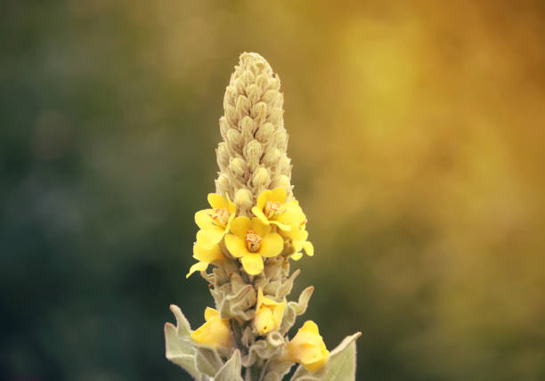 Yellow flowers of the commo0n mullein plant.