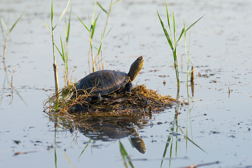 European pond turtle on a little grebe's nest. This habit often causes damage to waterfowl