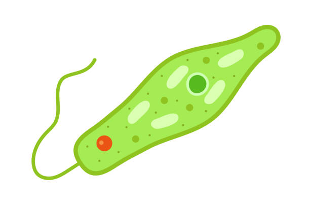 stockillustraties, clipart, cartoons en iconen met an euglena isolated vector illustration. - euglena gracilis illustraties