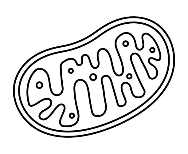 eine mitochondria isolierte vektor-illustration. - organell stock-grafiken, -clipart, -cartoons und -symbole