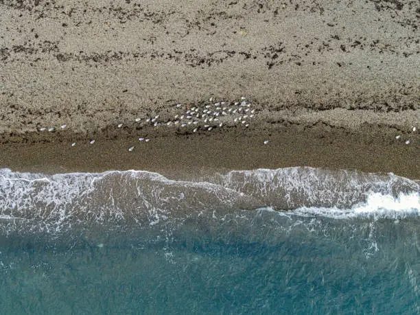 Photo of Aerial view of the pebble beach with gulls