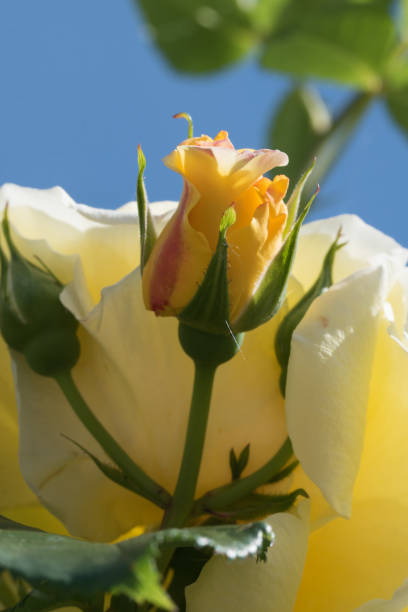 istock Bud of a yellow rose with a blue background 1324266823
