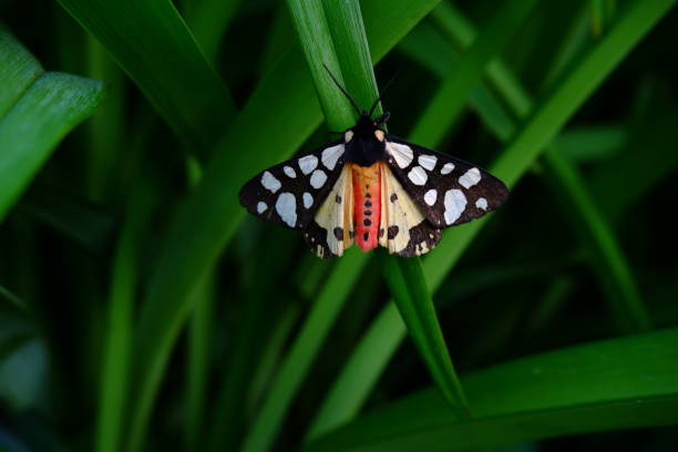 Mottled butterfly. A colorful live butterfly sits on a green lily leaf. A beautiful insect with unfolded wings.
