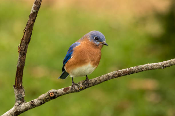 istock Male Eastern Bluebird Hunting from Branch 1324267018
