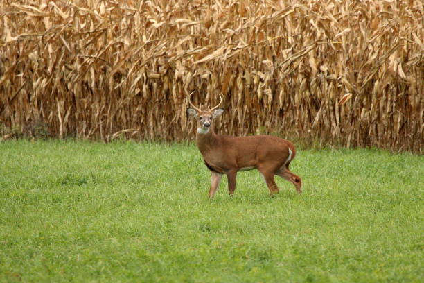 istock Autumn Whitetail Buck 1324267019