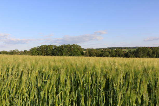 istock Evening mood in the fields of Iserlohn in the Sauerland 1324267687