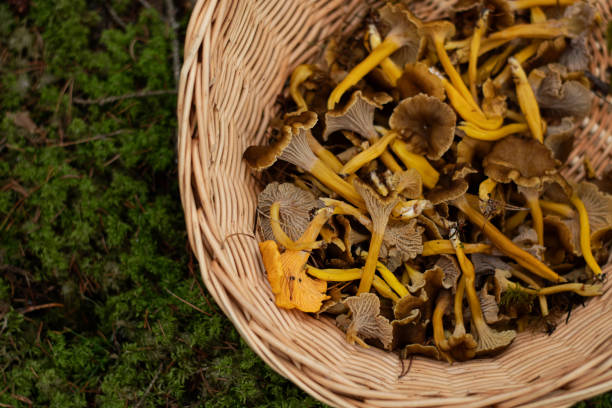 Basket with edible funnel chanterelles in the forest Basket with edible funnel chanterelle mushrooms standing on the moss in the forest. Photo taken in Sweden. cantharellus tubaeformis stock pictures, royalty-free photos & images