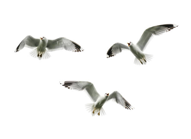 gulls with open beak and wings fly on a white background and scream