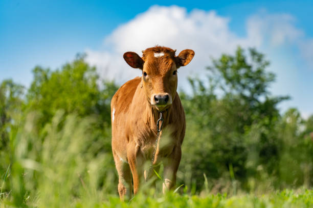 istock brown calf, in a green meadow, under a blue sky 1324270159