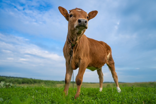 portrait of a funny calf under the blue sky, close-up, selective focus