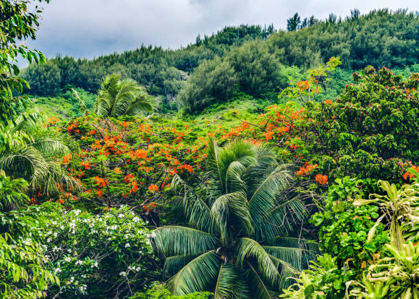 on a walk - maui, hi