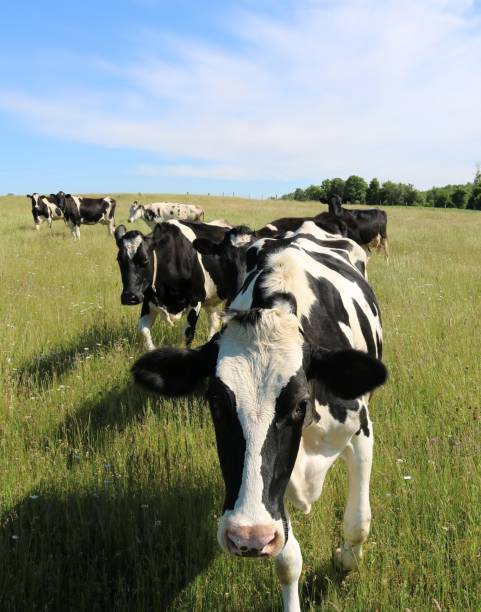 istock Holstein cows on pasture walking toward the camera 1324271377